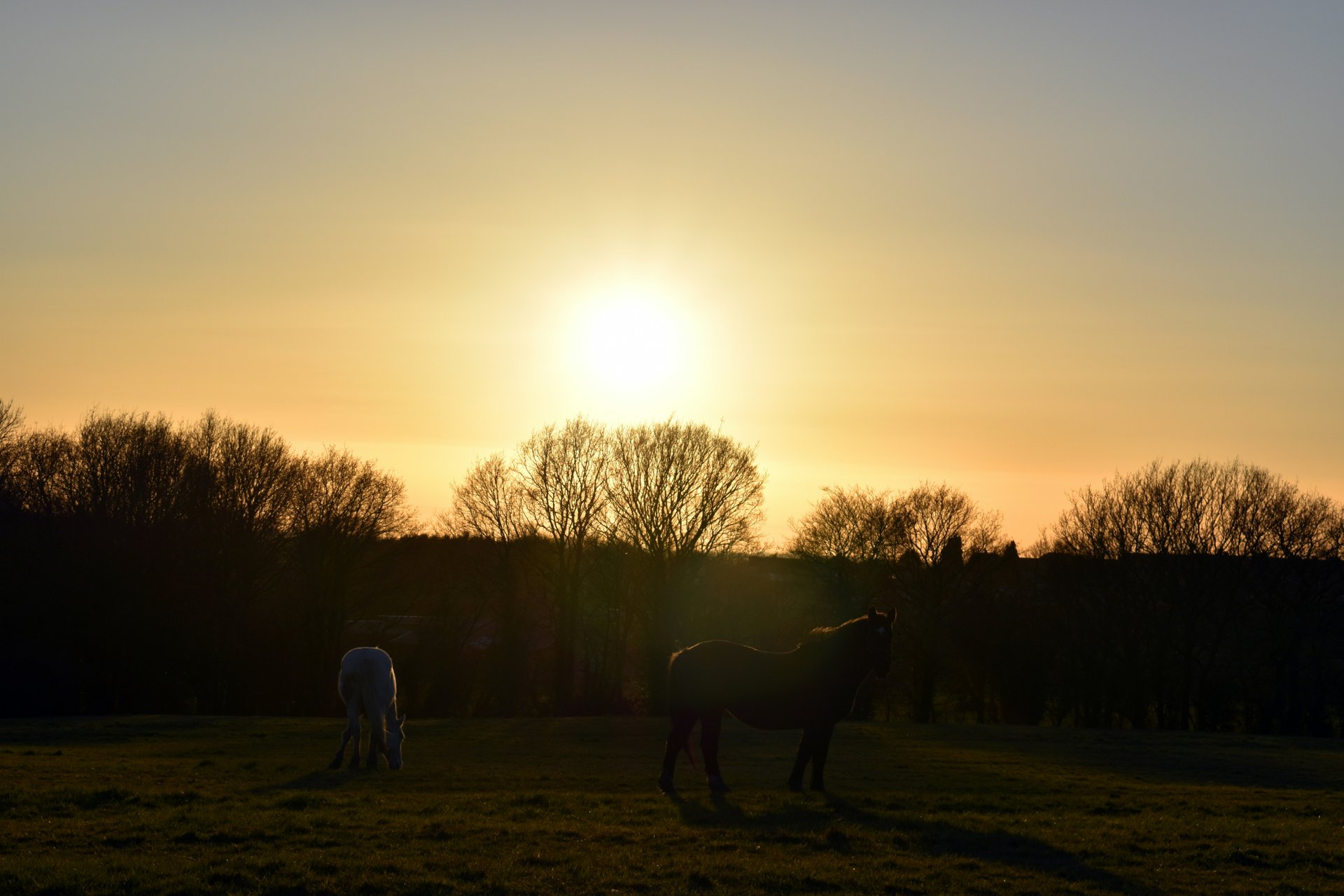 Horses grazing in a golden field at dusk with a rustic wooden barn